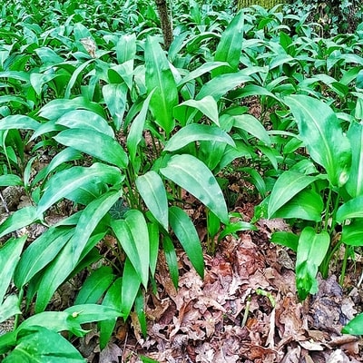 Bärlauch im Wald.