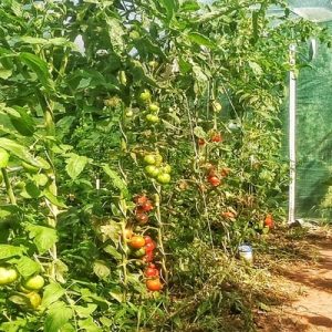 tomatenpflanzen-im-Gewächshaus