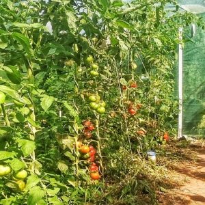 Tomatenpflanzen im Gewächshaus