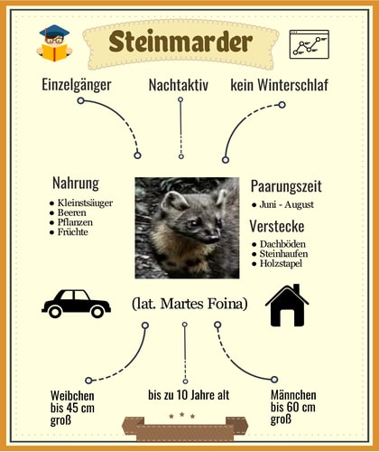 Infotafel Marder