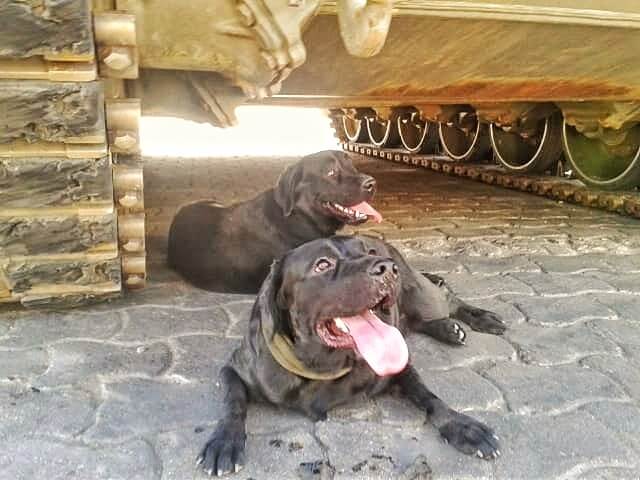 Hunde unter einem Panzer