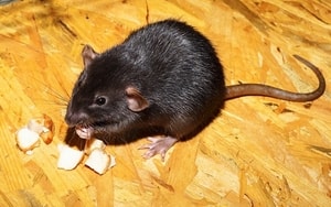 wirksame mittel gegen Ratten