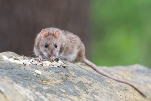 ratte-im-komposthaufen