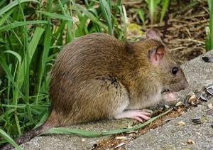 eine-ratte-frisst-vogelfutter