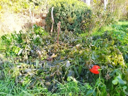 frostgeschaedigte-pflanzen-im-selbstversorgergarten