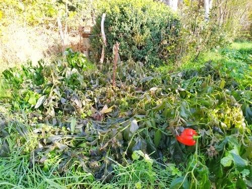 frostgeschaedigte-pflanzen-im-selbstversorgergarten