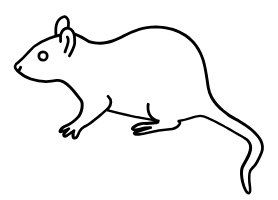 Ratten-gefaehrlich