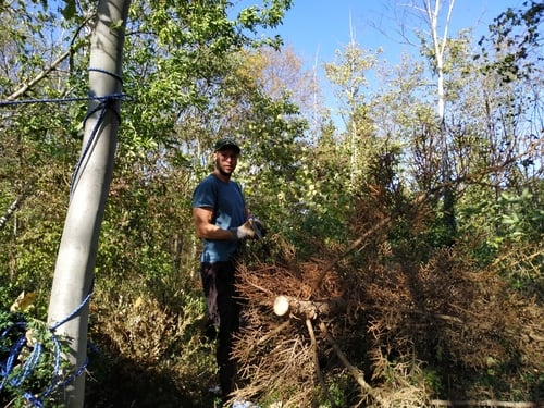 ein-baum-wird-mit-einer-axt-gefaellt