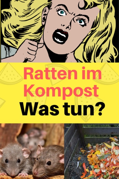 ratten-sind-im-kompost