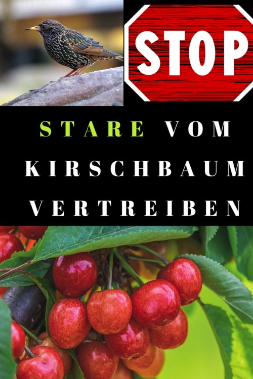 infografik-stare-vom-kirschbaum-vertreiben-5-besten-mittel