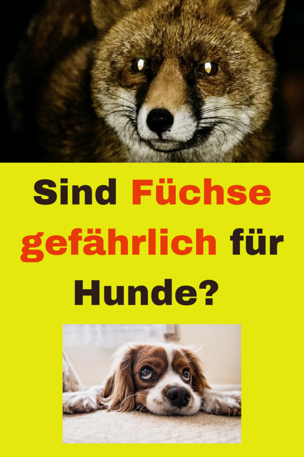 fuechse-gefaehrlich-fuer-hunde
