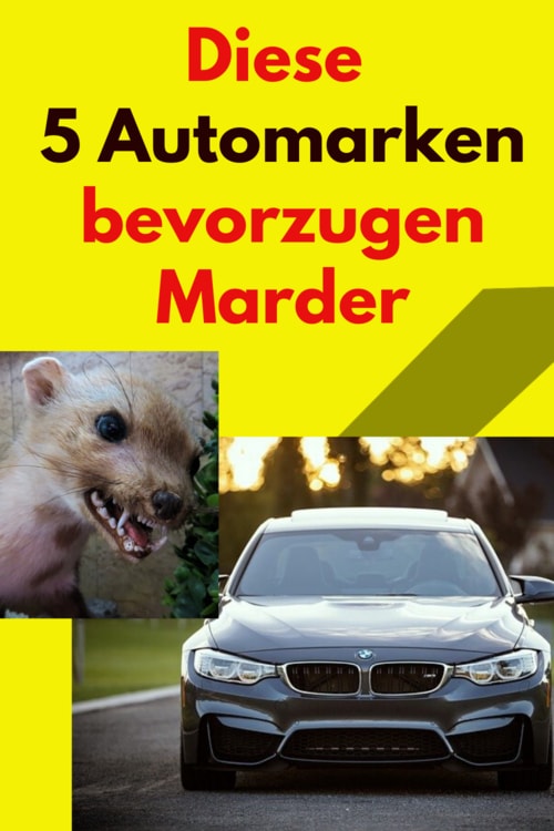 diese-autos-lieben-marder