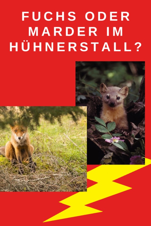 infotafel-fuchs-marder-huehnerstall