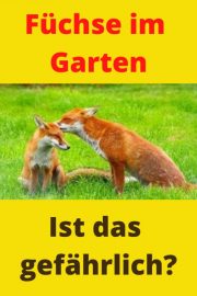 Fuchs im Garten am helllichten Tag Was tun? 100 [Neu] Outdoorando