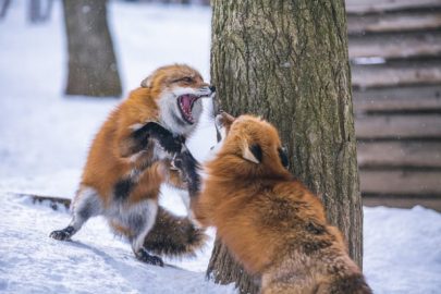 Fuchs im Garten am helllichten Tag Was tun? 100 [Neu] Outdoorando