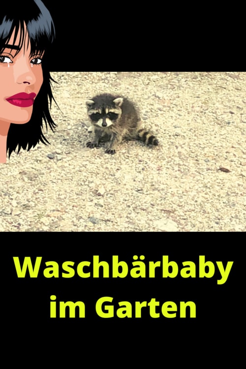 waschbaerbaby-gefunden-infografik