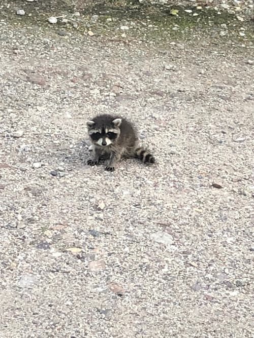 waschbaerbaby-gefunden-grundstueck