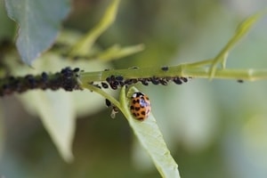 Blattlaeuse-auf-Pflanze-gefaehrlich