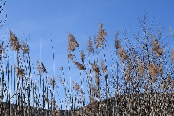 Pfahlrohr-Giant-Reed