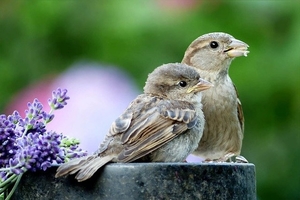 spatzen-sind-im-garten