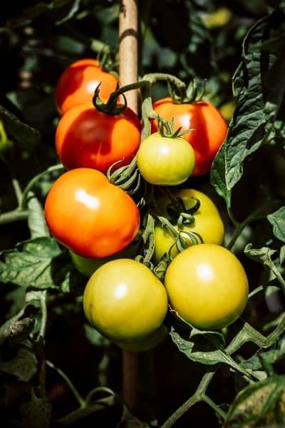 14-resistente-tomatensorten-ohne -braunfäule