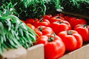 resistente-tomatensorte-ohne-braunfäule