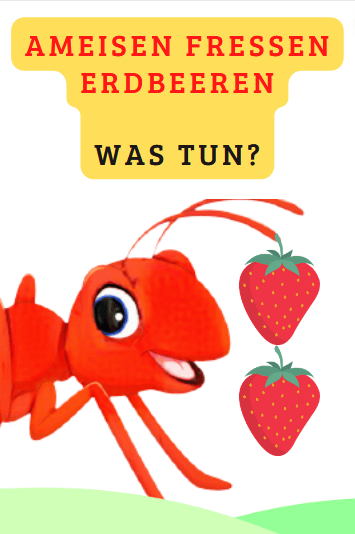 ameisen-fressen-die-erdbeeren