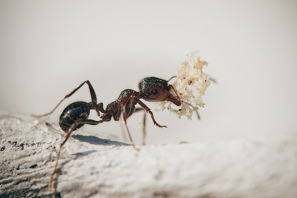 wie-bekommt-man-ameisen-vom-apfelbaum