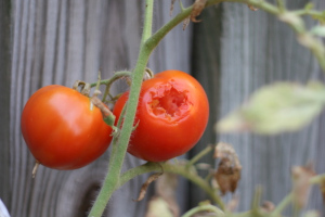 welches-tier-frisst-tomatenblaetter