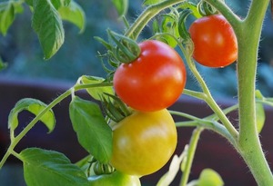 schlechte-nachbar-tomaten