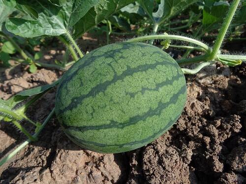 wassermelone_waechst_im_Garten