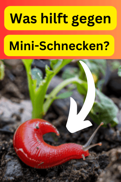 was_hilft_gegen_mini_schnecken