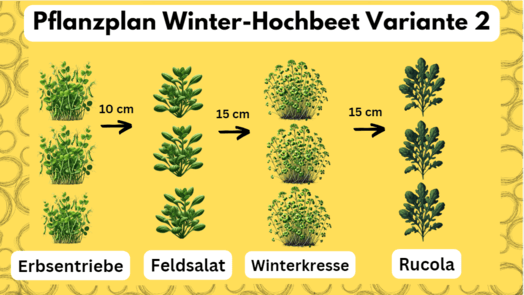 Wintergemüse-im-Hochbeet-anbauen