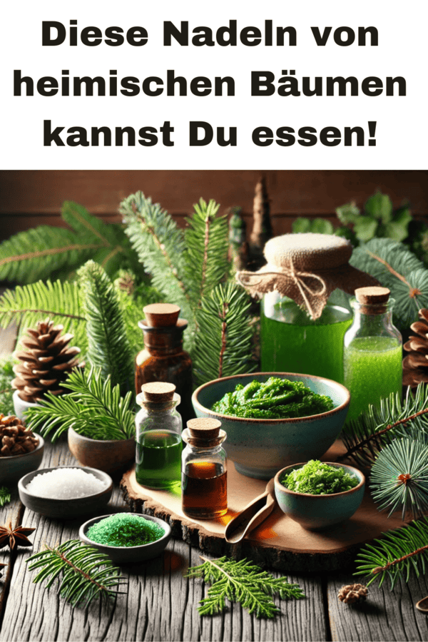 diese-nadeln-kann-man-essen