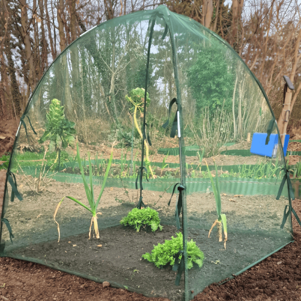 Pflanzenschutzhaube steht im Garten und ist gegen wegwehen gesichert.