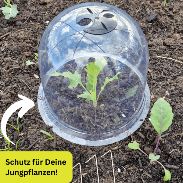 Pflanzglocke schützt empfindliche Jungpflanzen.