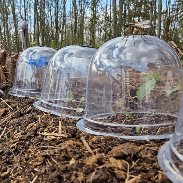 Englische Pflanzglocken sind in einem Gartenbeet zu sehen.