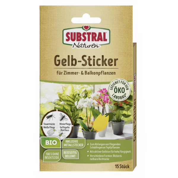 Gelbsticker gegen Trauermücken in Blumentopf mit Sukkulente
