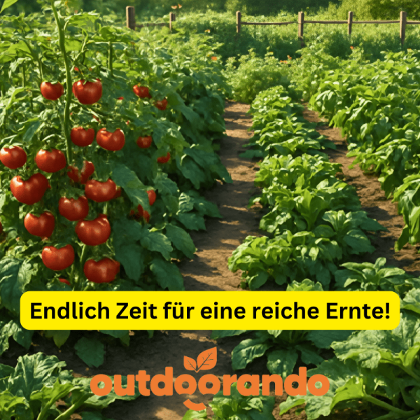 Ein toller Gemüsepaket