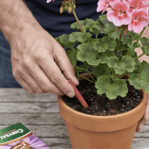 Einfache Anwendung: Ein rotes Düngestäbchen wird direkt in die Erde einer Topfpflanze gesteckt.