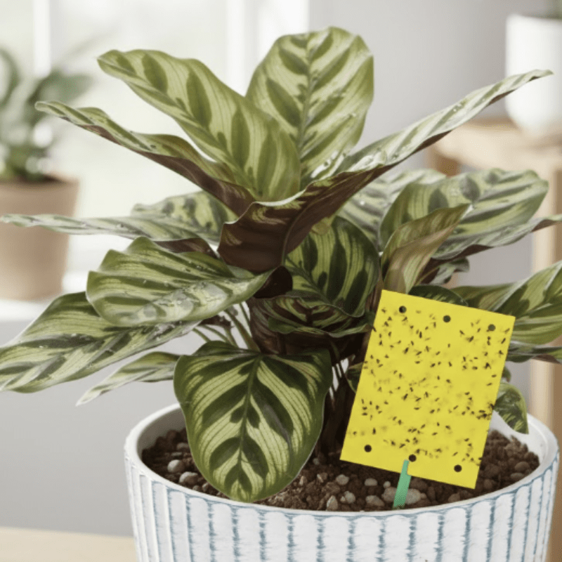 Pflanze mit Gelbstecker gegen Trauermuecken