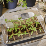 Mini Gewächshaus mit Tomatenpflanzen