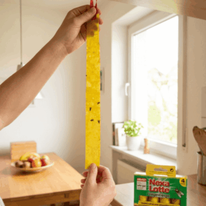 Fliegenfänger wird aufgehangen