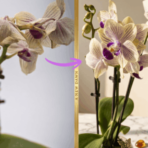 Vorher-Nachher-Vergleich einer Orchidee: Links eine verwelkte Pflanze („Vorher“), rechts eine vitale Orchidee mit kräftigen, violett-weiß gestreiften Blüten („Nachher“) nach der Anwendung von Dünger.